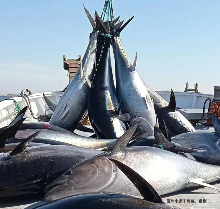 日本藍鰭金槍魚進口報關流程到深圳水產品案例