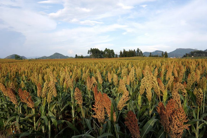 高梁進口清關(guān)