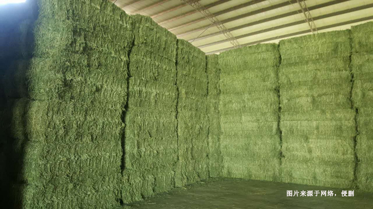 進口哈薩克斯坦苜蓿草報關資料