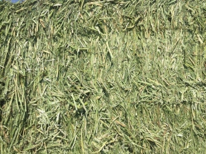 牧草進口清關代理小知識，超詳細