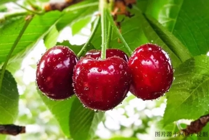 進(jìn)口櫻桃報(bào)關(guān)清關(guān)流程_上海進(jìn)口代理智利櫻桃網(wǎng)站