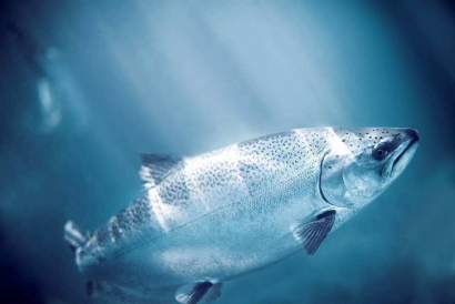 加拿大三文魚進(jìn)口報(bào)關(guān)資料這10樣-19年冷凍品報(bào)關(guān)行