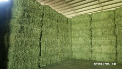 深圳進口意大利苜蓿草報關流程_飼料進口通關要點