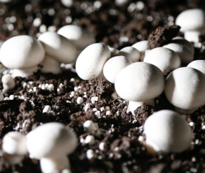 德國菌種進(jìn)口報關(guān)資料這7樣_食用菌種快速通關(guān)