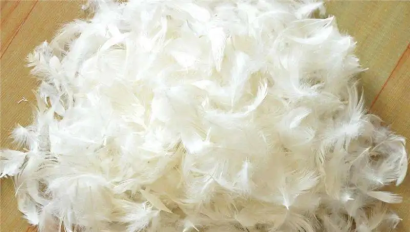 匈牙利羽絨鴨毛進(jìn)口報(bào)關(guān)資料_火雞毛、羊毛清關(guān)流程