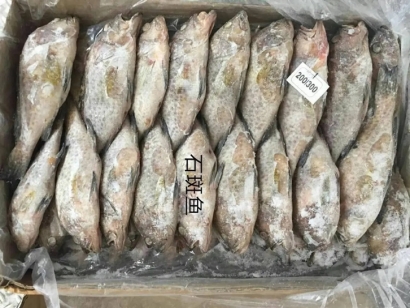 石斑魚機(jī)場進(jìn)口報關(guān)公司