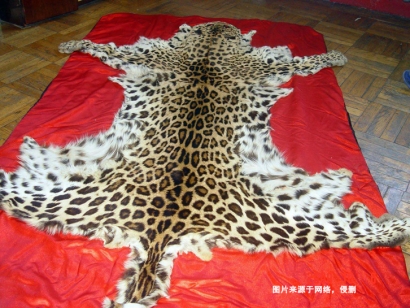 青島動物標本進口報關資料9樣_豹皮動物標本通關