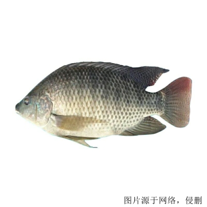 馬來(lái)西亞羅非魚(yú)進(jìn)口清關(guān)流程怎么樣，流程詳解