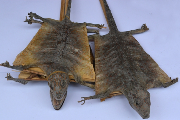 1636018164632847.jpg 泰國蛤蚧代理進(jìn)口清關(guān)_副本.jpg