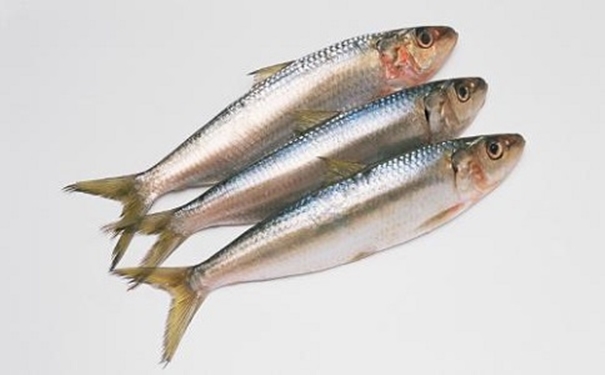 進口沙丁魚報關代理所需資料以及進口商所需資質 進口沙丁魚報關代理