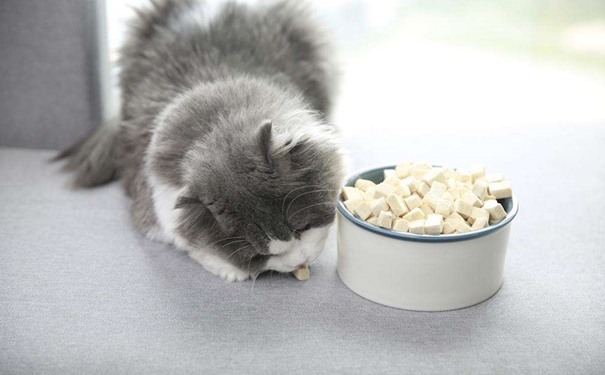 凍干寵物食品進口報關的流程是怎樣的？