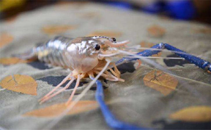 泰國蝦進口報關(guān)代理公司 泰國蝦進口報關(guān)代理公司