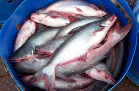 1569376888429255.png 水產(chǎn)品進口清關代理